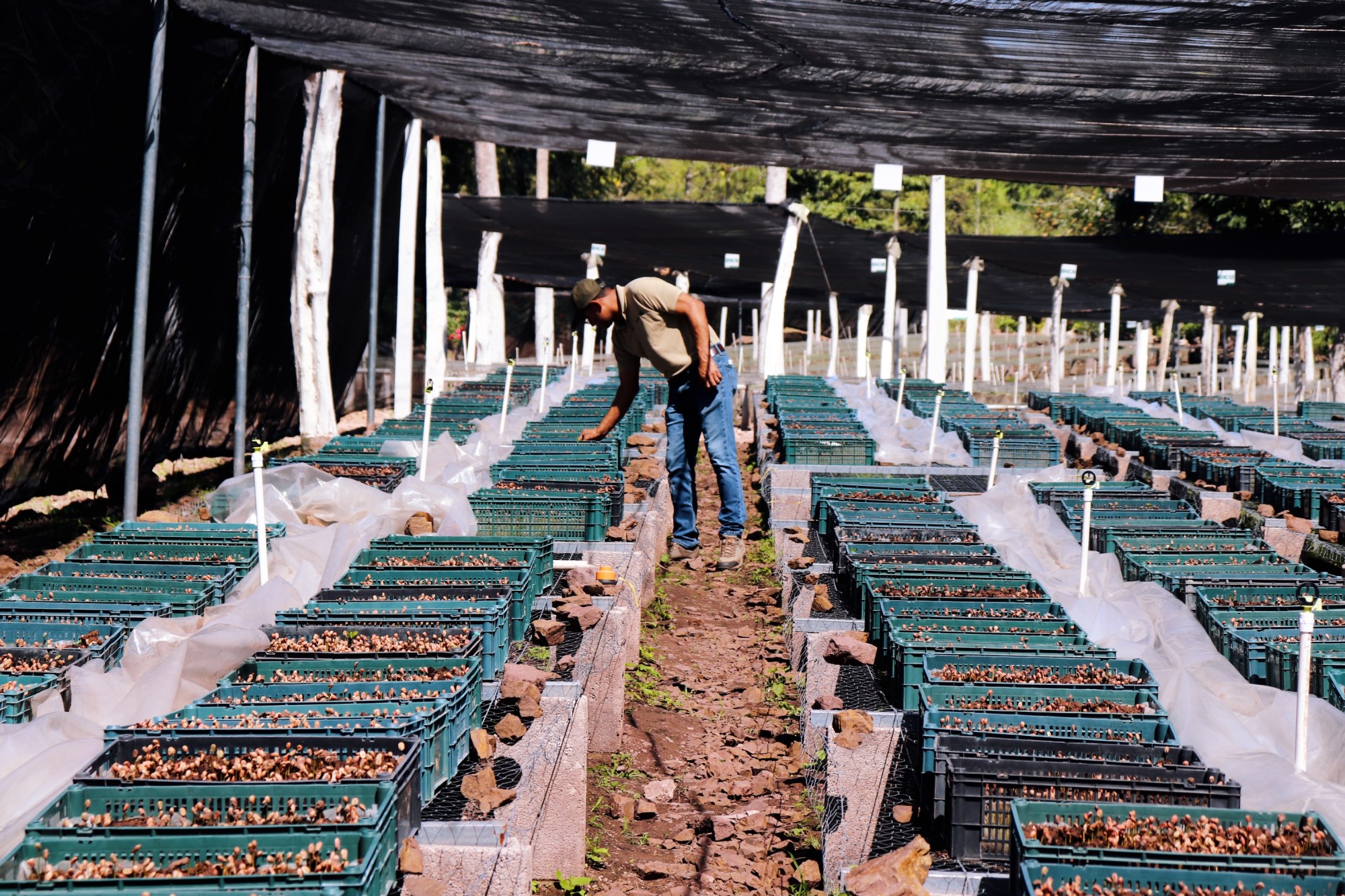 Vivero