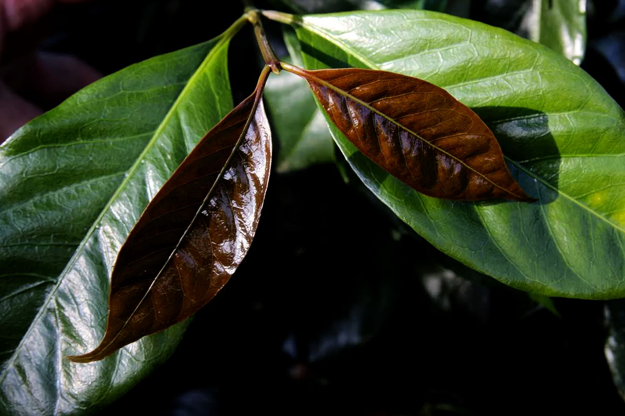 Java