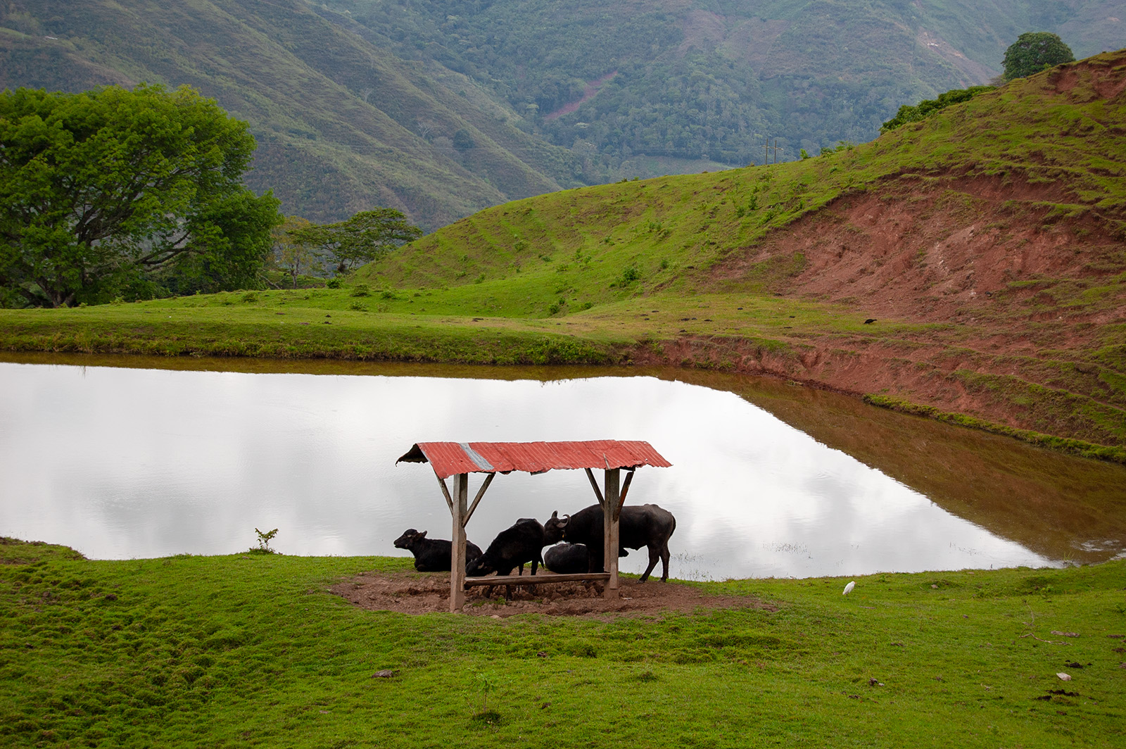 Búfalos Hacienda Montecristo