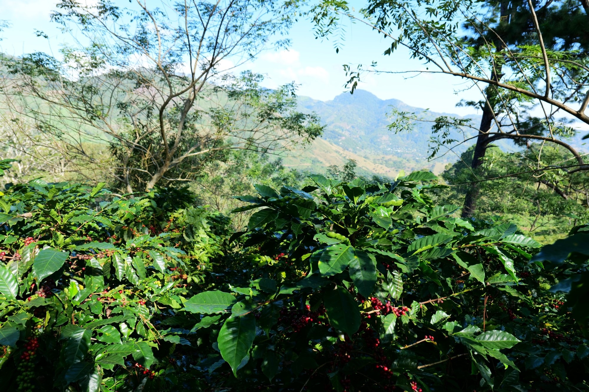 Finca Hacienda Montecristo