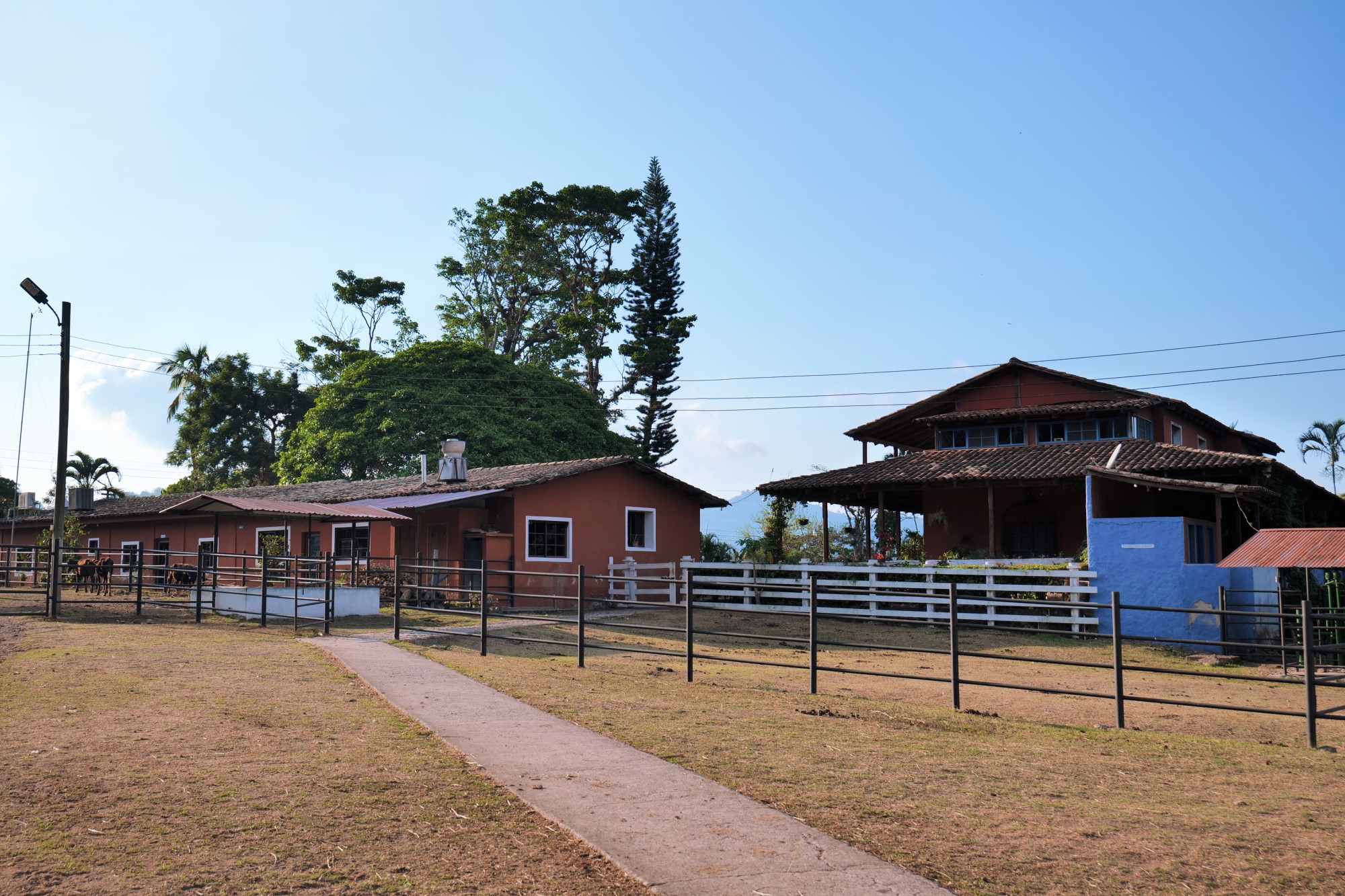 Ganado Hacienda Montecristo