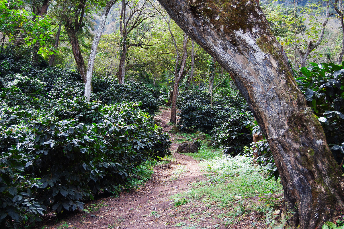 Finca Hacienda Montecristo