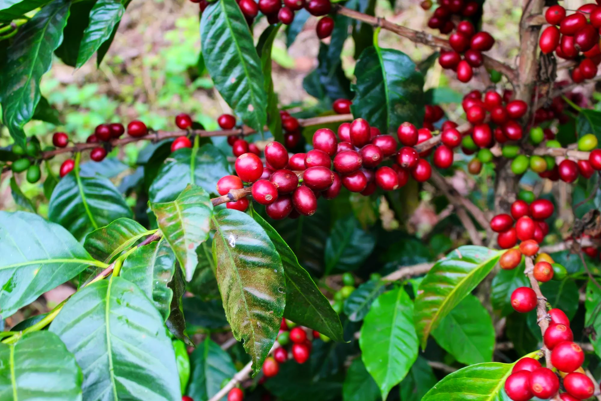 Pacamara