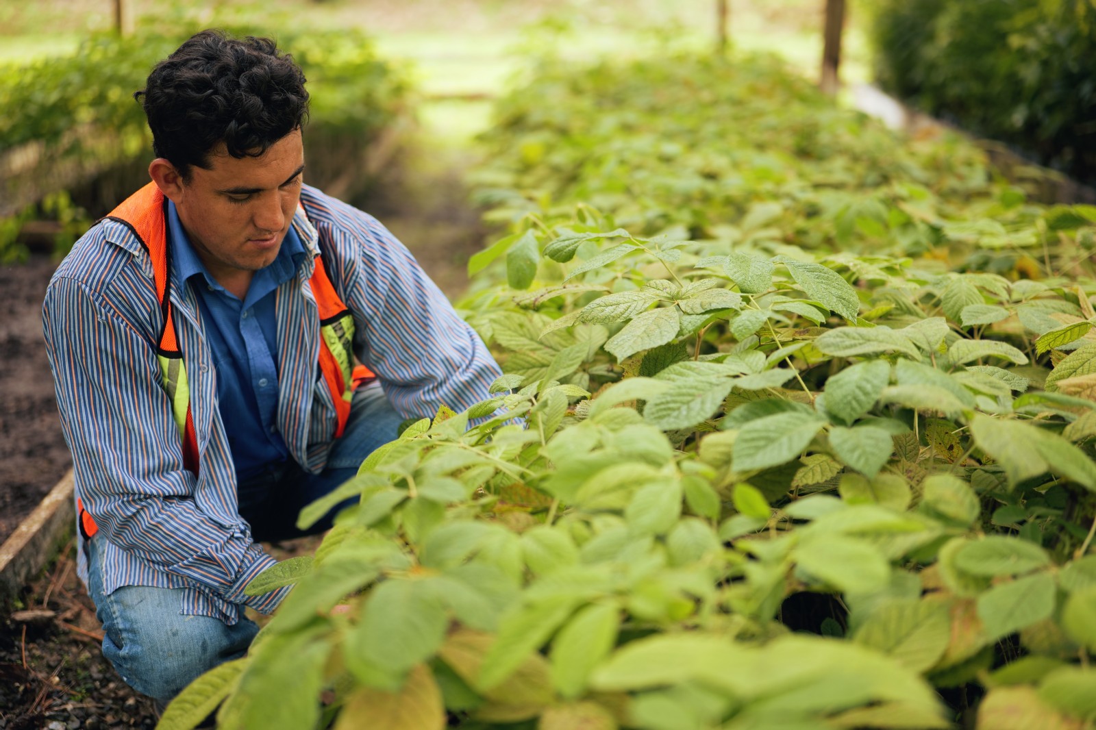 Proyecto de electrificación