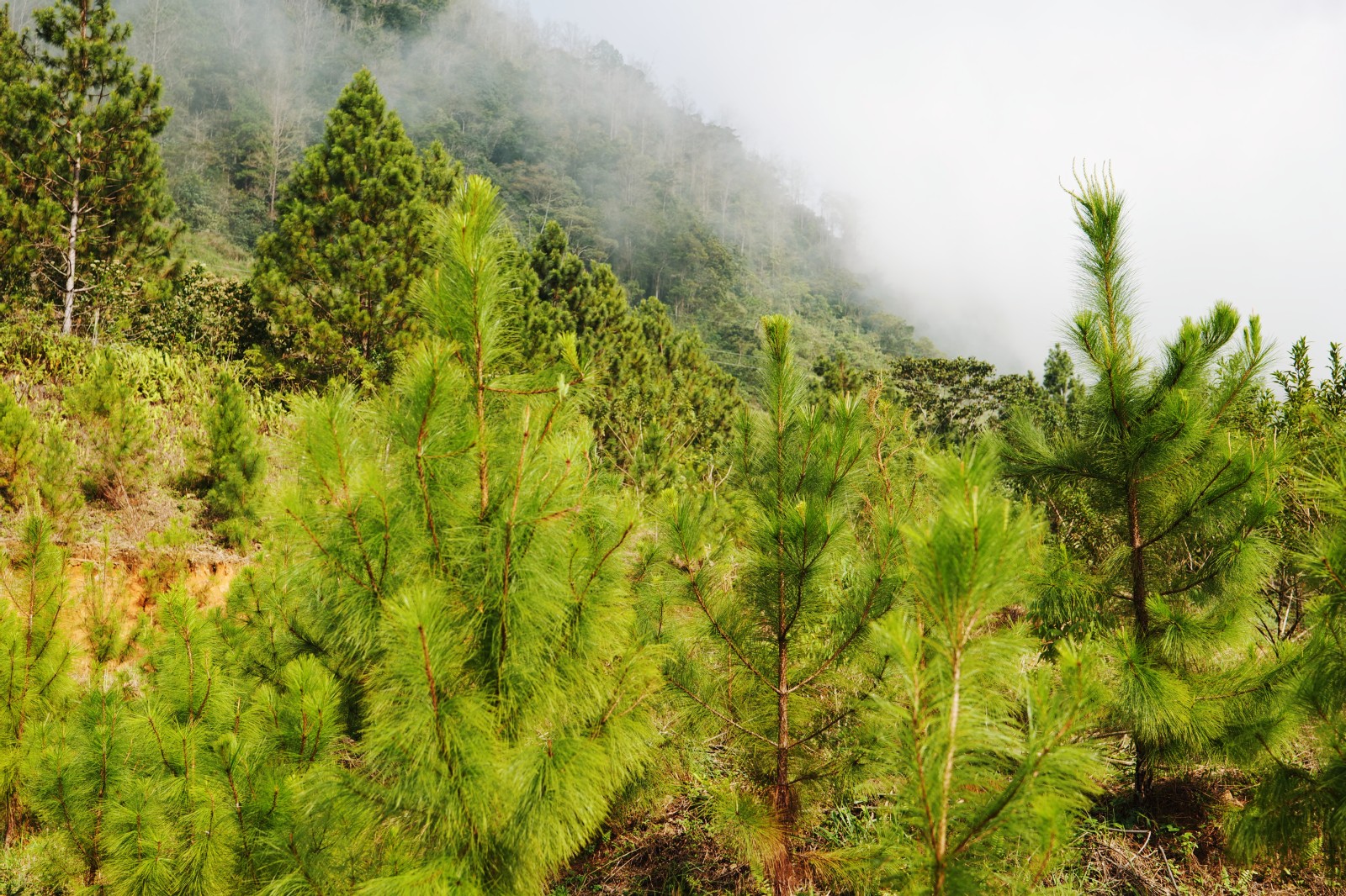 Proyecto de electrificación