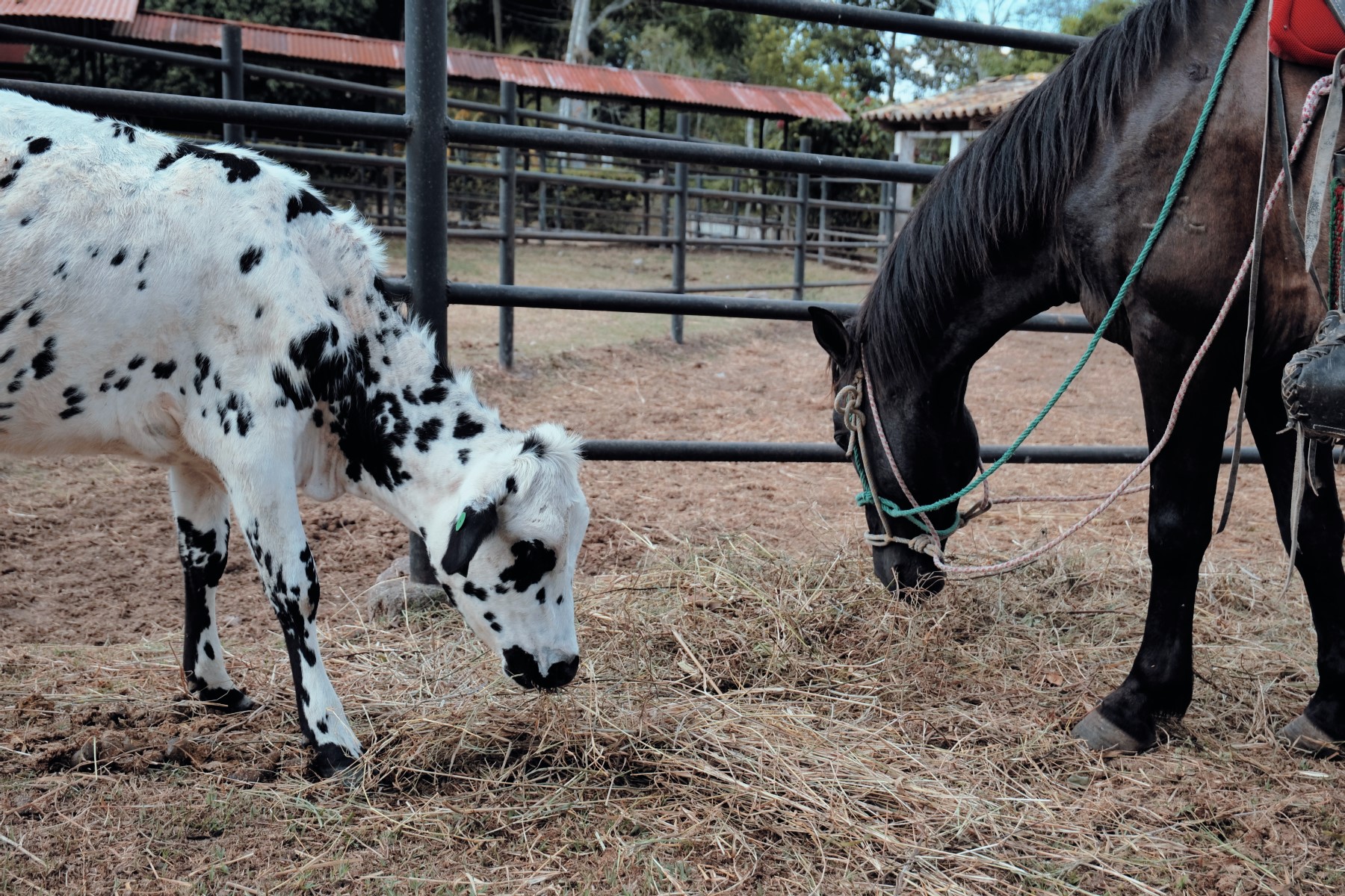 Ganado Hacienda Montecristo